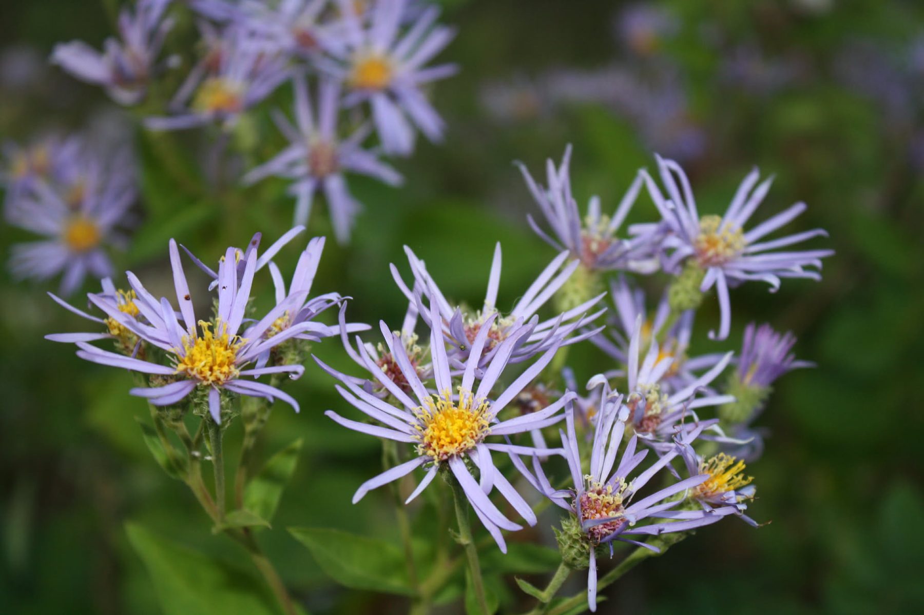 Purple wild asters with yellow centres