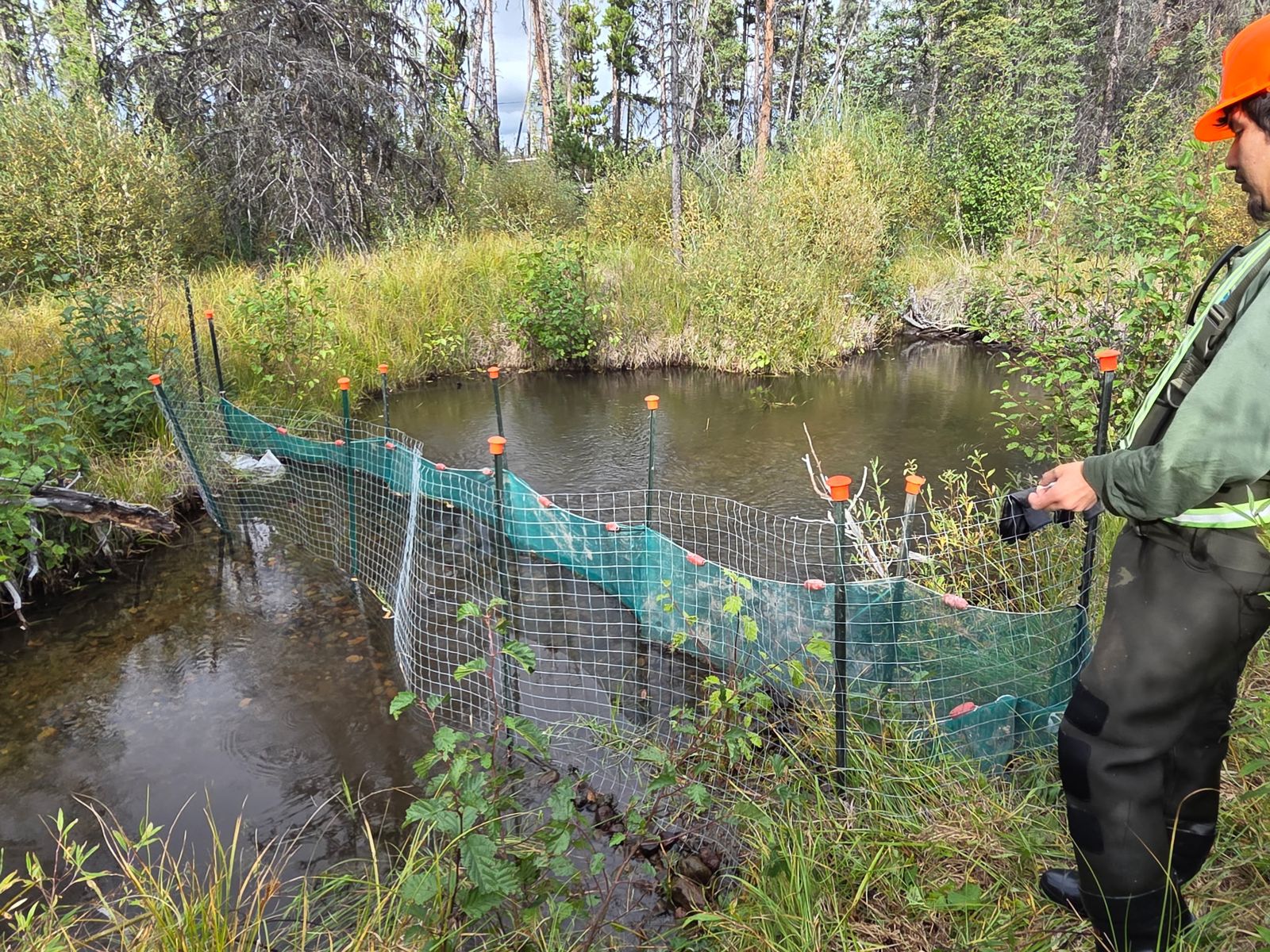 Fish exclusion fence across a creek with a crew member in waders