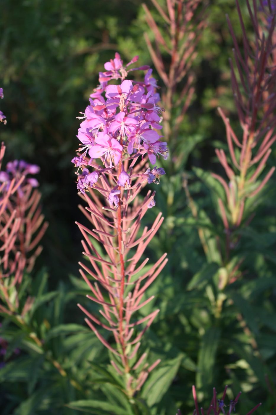 Fireweed in bloom, pink flowers on a tall red stem