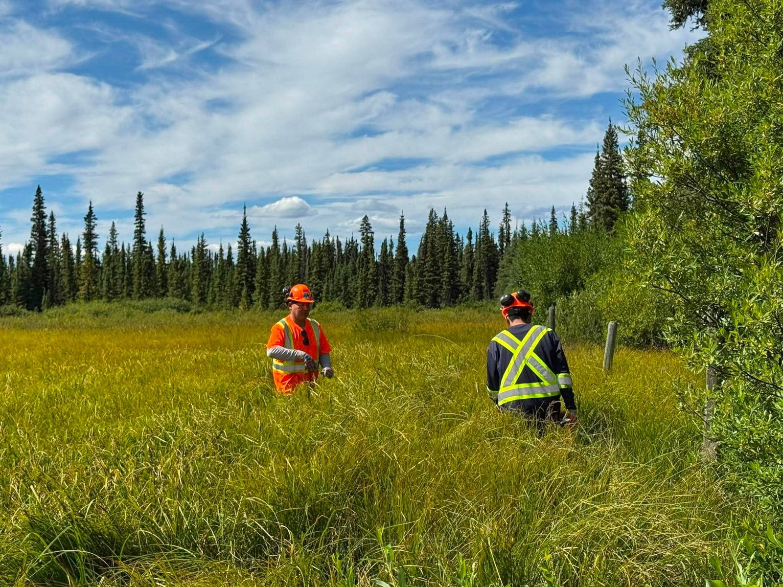 Two crew members working through a tall grass meadow