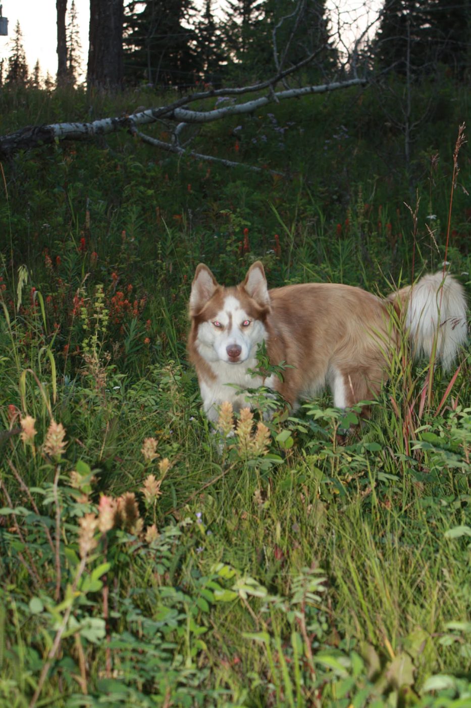 Noni, a red and white husky, standing in a meadow of paintbrush and tall grass