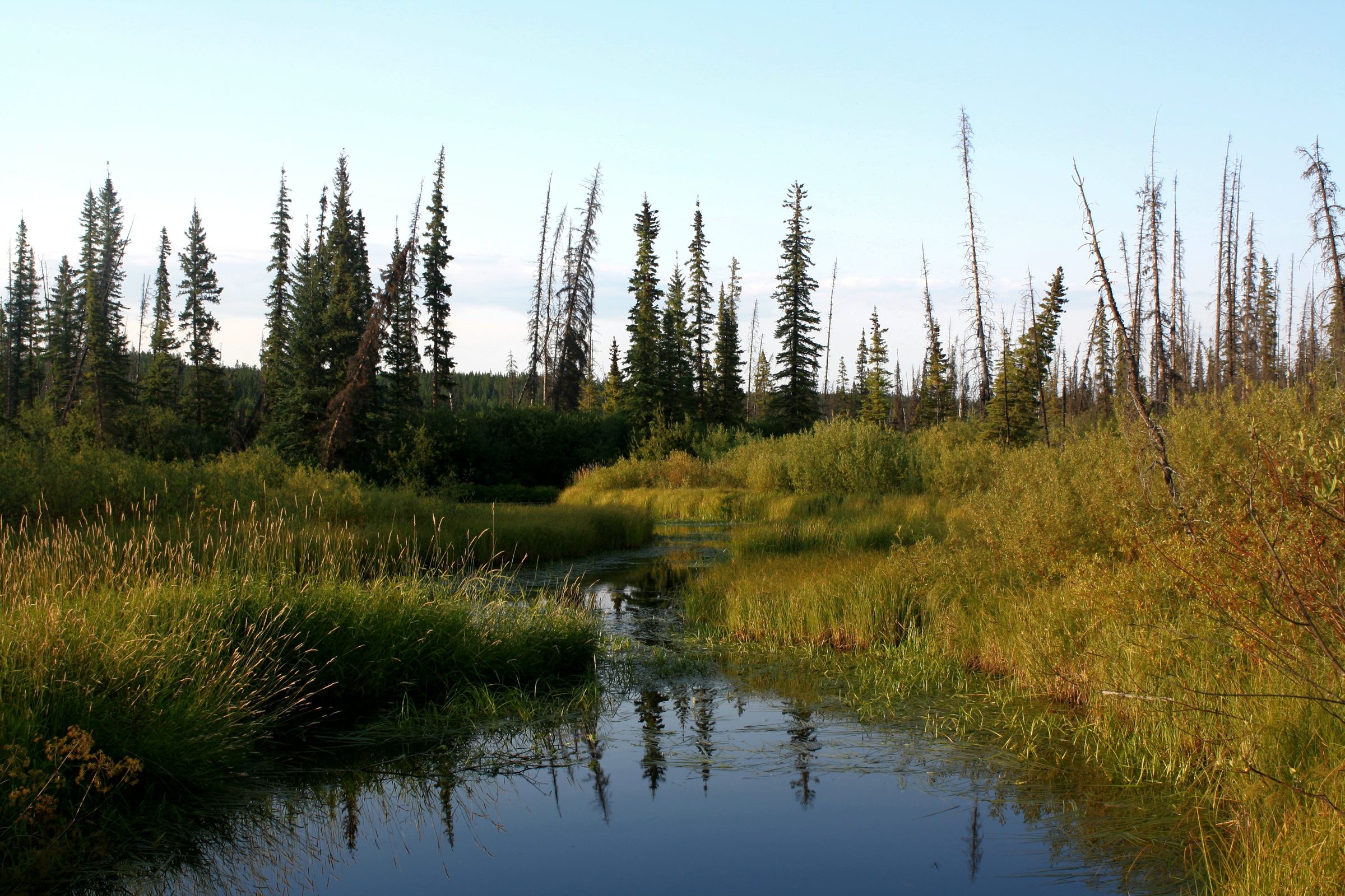 Still creek winding through sedge meadow with spruce and standing dead pine behind, evening light